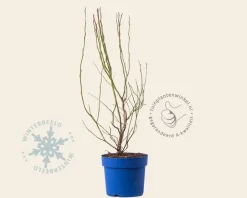 Vaccinium corymbosum 'Earliblue'