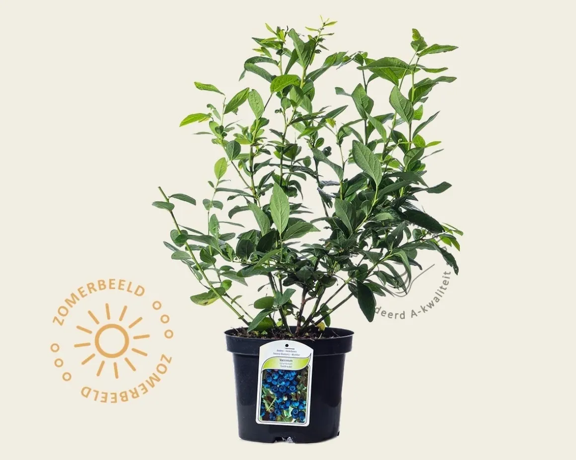 Vaccinium corymbosum 'Goldtraube'