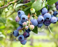 Vaccinium corymbosum 'Goldtraube'