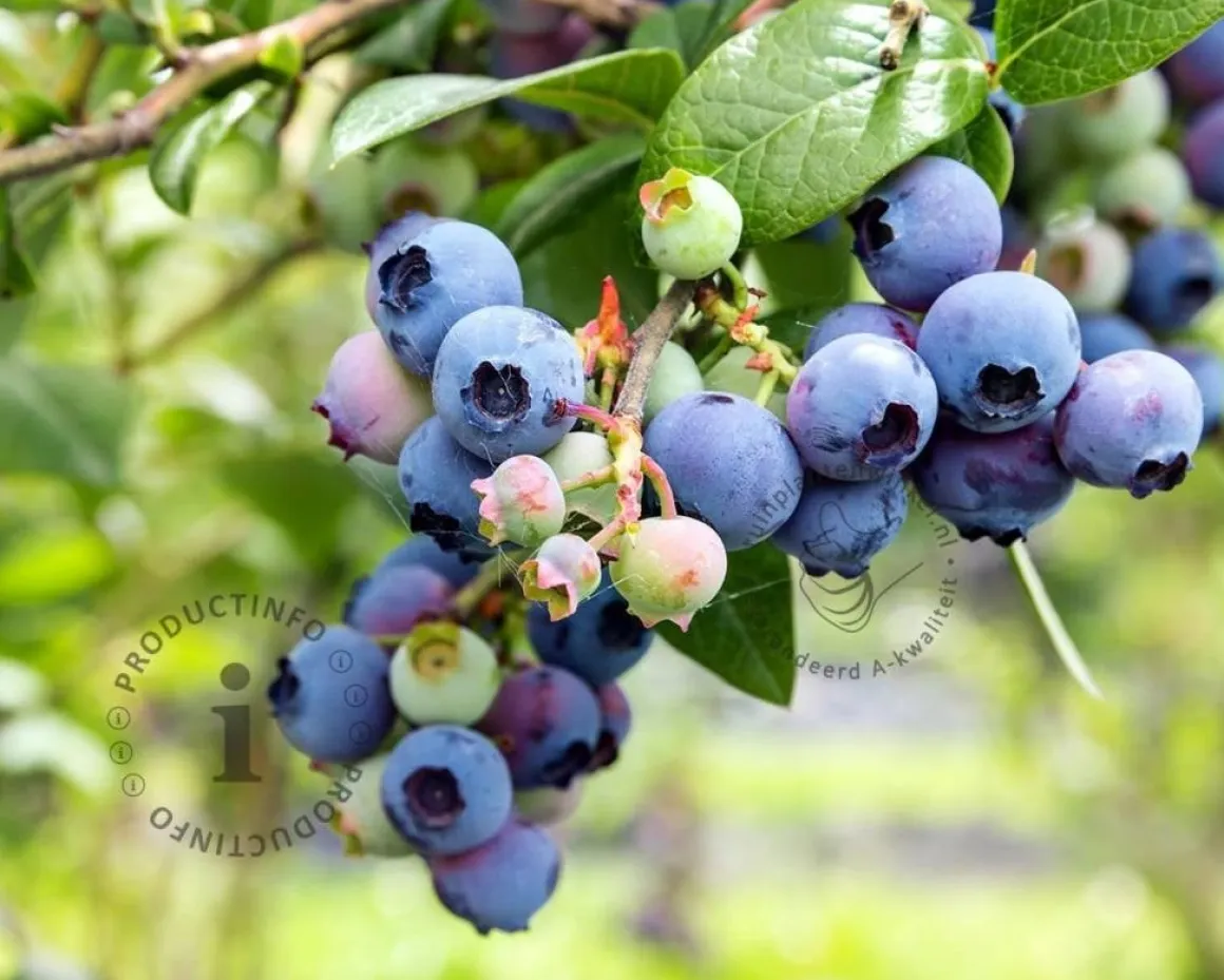 Vaccinium corymbosum 'Goldtraube'