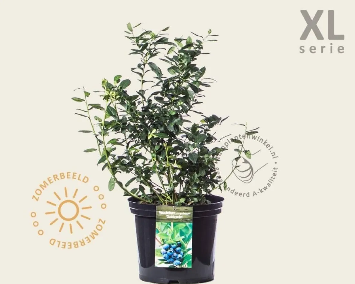 Vaccinium corymbosum 'Goldtraube' - XL