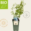 Vaccinium corymbosum 'Goldtraube 71' - BIO