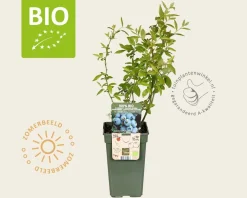 Vaccinium corymbosum 'Goldtraube 71' - BIO