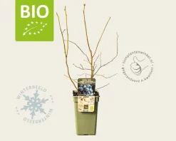 Vaccinium corymbosum 'Goldtraube 71' - BIO