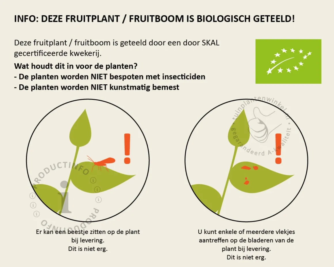 Vaccinium corymbosum 'Little Blue Wonder' - BIO