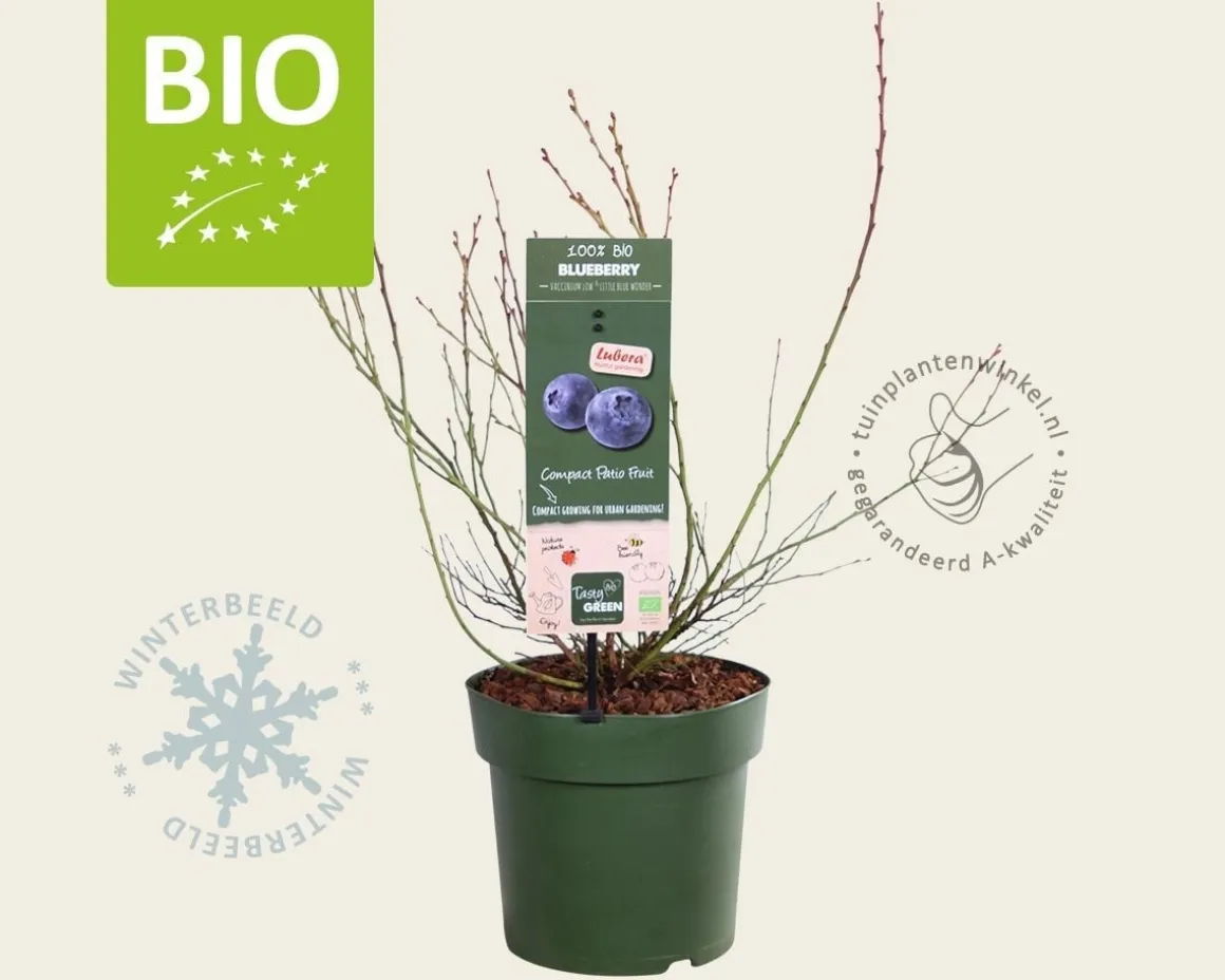 Vaccinium corymbosum 'Little Blue Wonder' - BIO