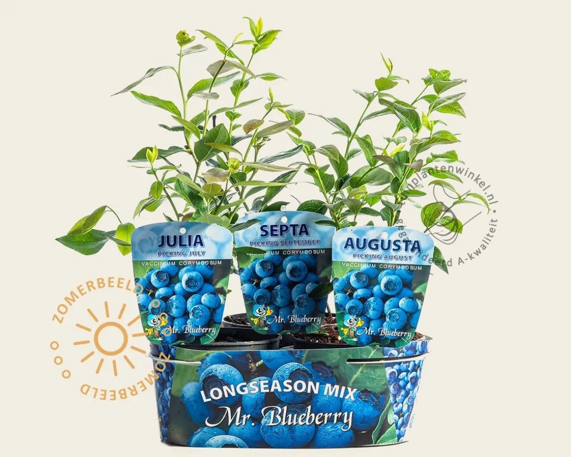 Vaccinium corymbosum 'Longseason Mix' - set 3 stuks