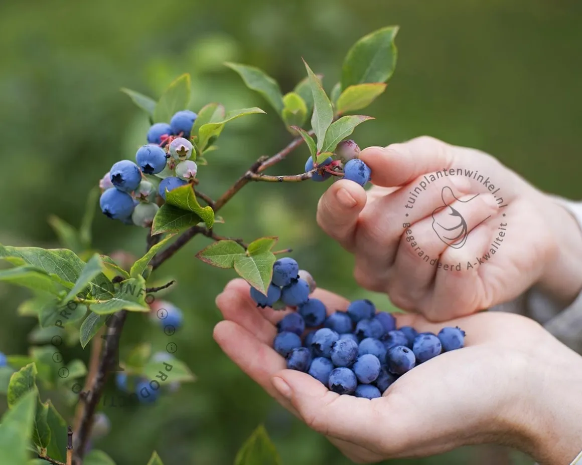 Vaccinium corymbosum 'Longseason Mix' - set 3 stuks