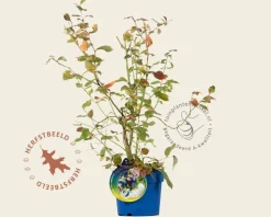 Vaccinium corymbosum 'Northland'