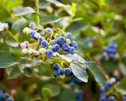 Vaccinium corymbosum - oud struikmodel
