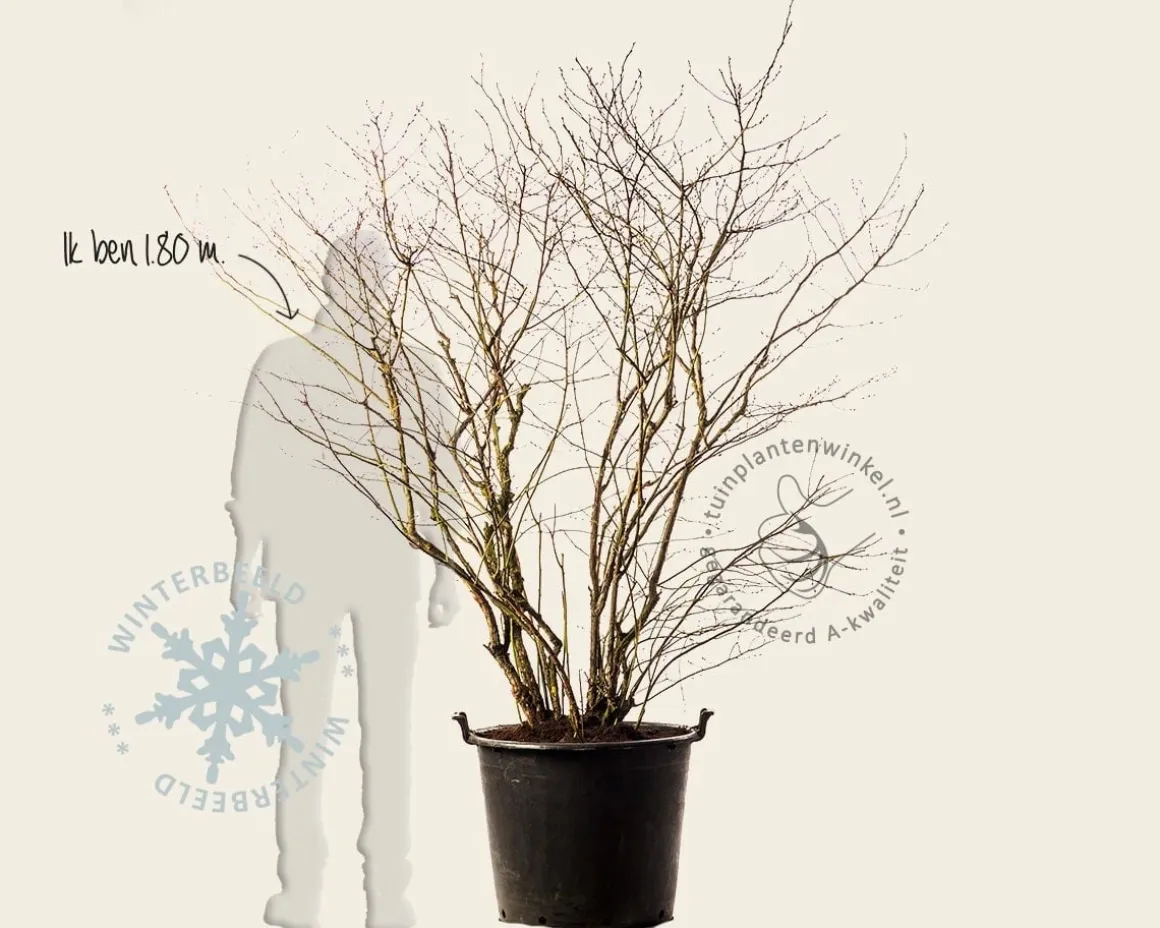 Vaccinium corymbosum - oud struikmodel