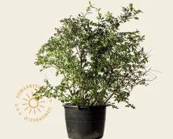 Vaccinium corymbosum - oud struikmodel