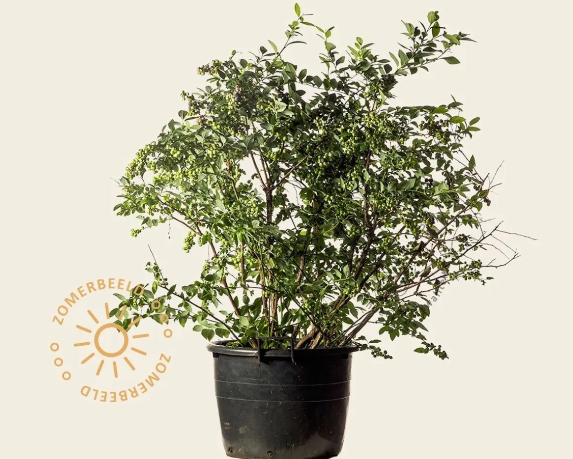 Vaccinium corymbosum - oud struikmodel