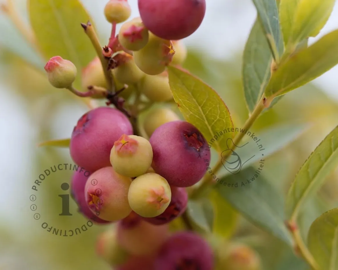 Vaccinium corymbosum 'Pink Berry'