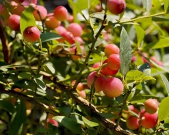 Vaccinium corymbosum 'Pink Lemonade'