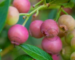 Vaccinium corymbosum 'Pink Lemonade'