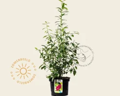 Vaccinium corymbosum 'Pink Lemonade'