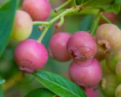 Vaccinium corymbosum 'Pink Lemonade'