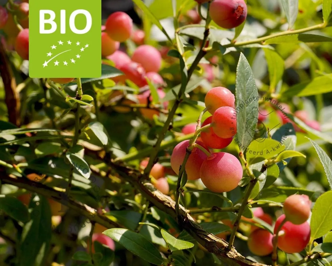 Vaccinium corymbosum 'Pink Lemonade' - BIO