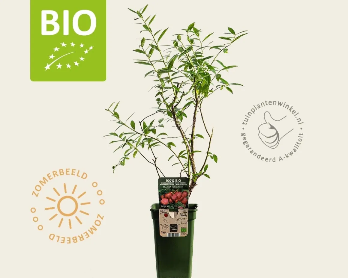 Vaccinium corymbosum 'Pink Lemonade' - BIO