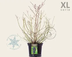 Vaccinium corymbosum - XL