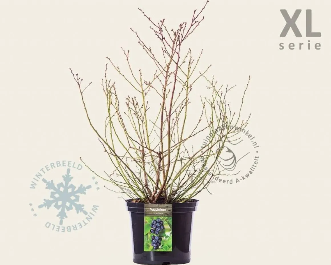 Vaccinium corymbosum - XL