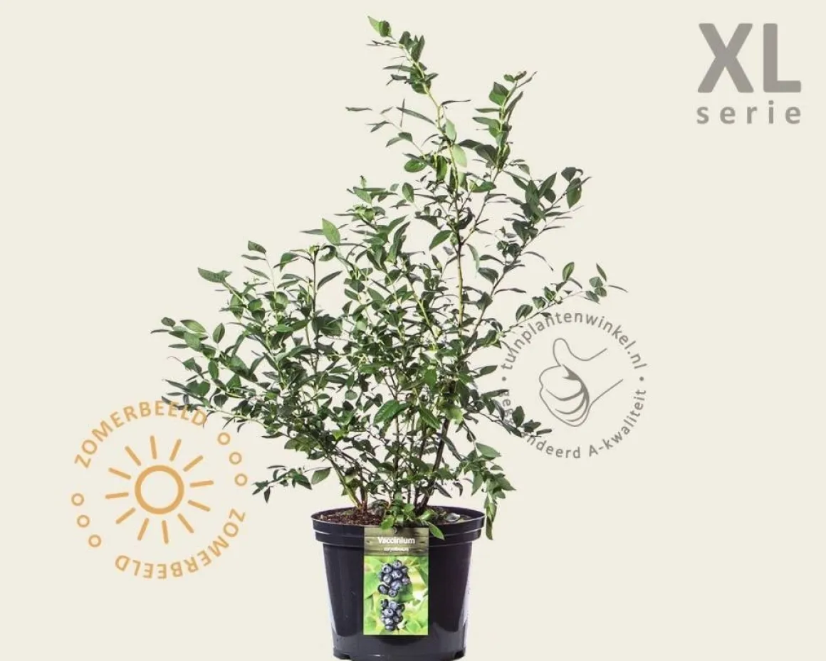 Vaccinium corymbosum - XL