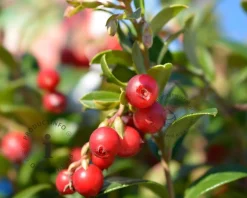 Vaccinium vitis-idaea 'Fireballs'