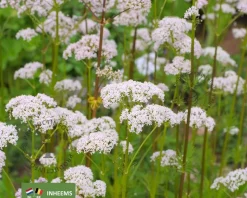 Valeriana officinalis