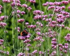 Verbena bonariensis