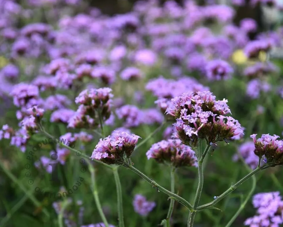 Verbena bonariensis 'Lollipop'