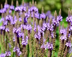 Verbena hastata