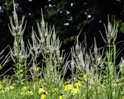 Veronicastrum virginicum 'Album'