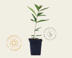 Veronicastrum virginicum 'Fascination'