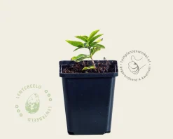 Veronicastrum virginicum 'Lavendelturm'