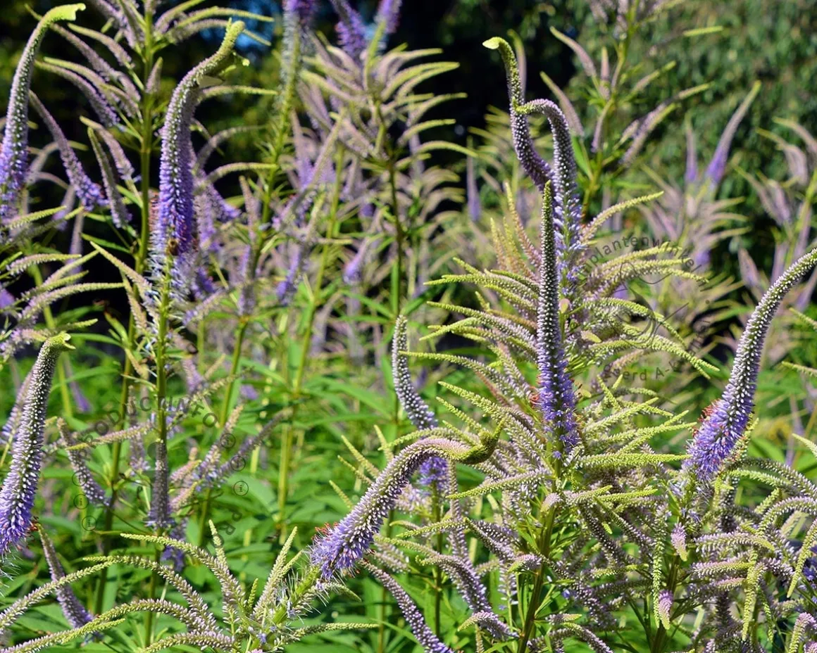 Veronicastrum virginicum 'Lavendelturm'