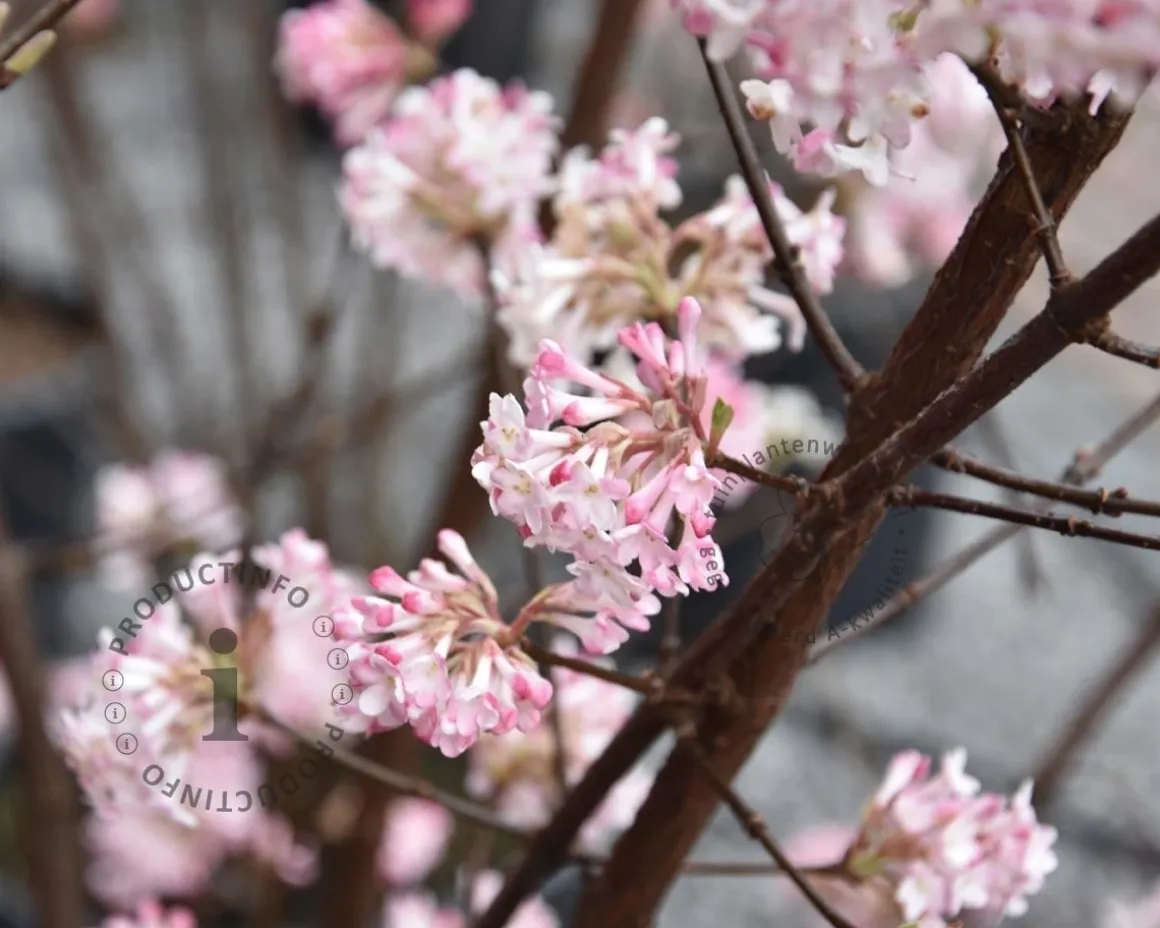 Viburnum bodnantense 'Charles Lamont'
