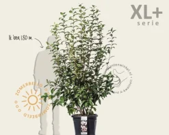 Viburnum bodnantense 'Charles Lamont' - XL+