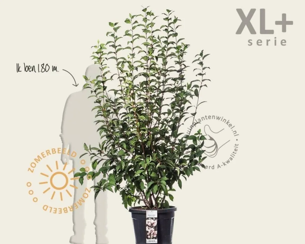 Viburnum bodnantense 'Charles Lamont' - XL+