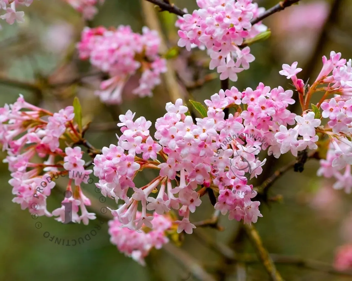 Viburnum bodnantense 'Dawn'