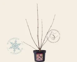 Viburnum bodnantense 'Dawn'