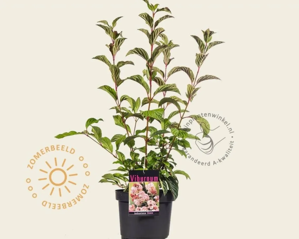 Viburnum bodnantense 'Dawn'