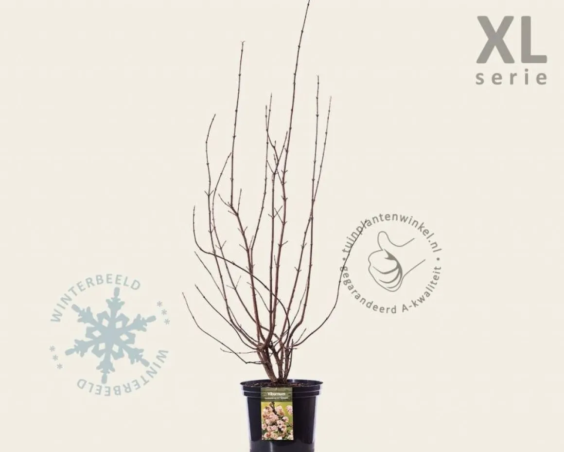 Viburnum bodnantense 'Dawn' - XL