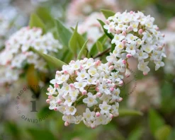 Viburnum burkwoodii - XL