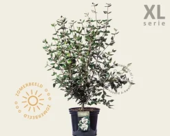 Viburnum burkwoodii - XL