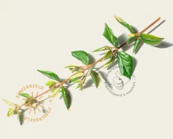 Viburnum burkwoodii - XL+