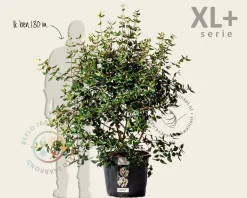 Viburnum burkwoodii - XL+