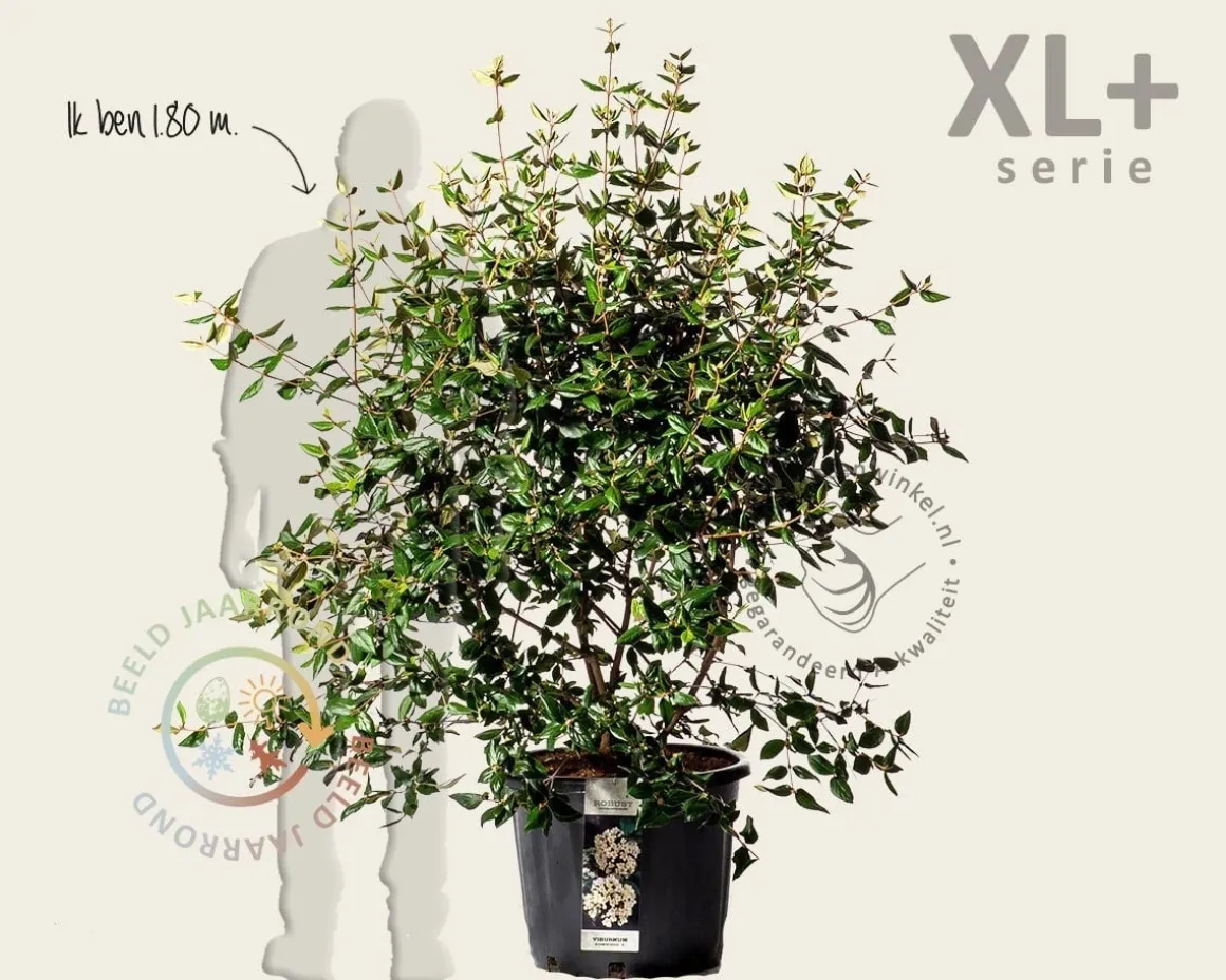 Viburnum burkwoodii - XL+