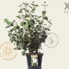 Viburnum carlcephalum - XL