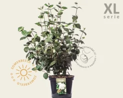 Viburnum carlcephalum - XL